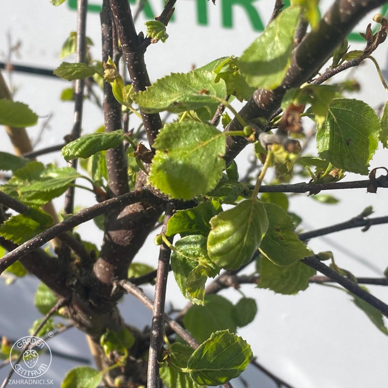 Obrázok Breza previsnutá (Betula Alba pendula) ´MAGICAL GLOBE ´ - výška 120-130 cm, kont. C5L - NA KMIENKU